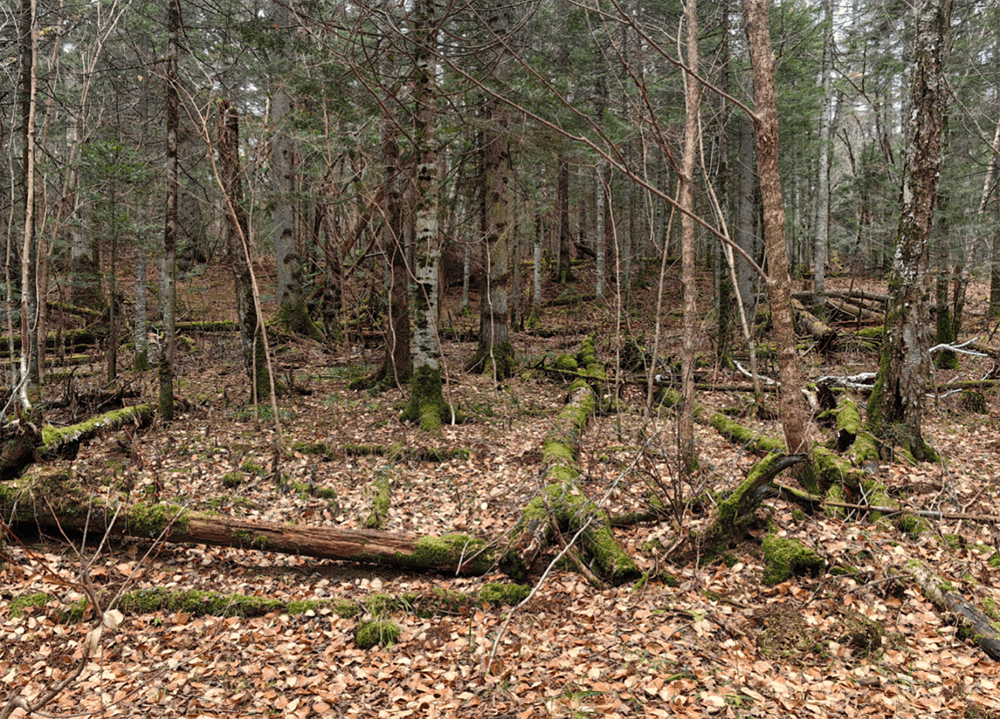人_工作_李忠磊_保护区不朽情缘网站长白山护林(图2) 人_工作_李忠磊_保护区不朽情缘网站长白山护林(图2)